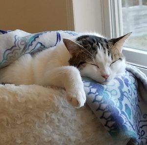 Meet your Posher, Bennie